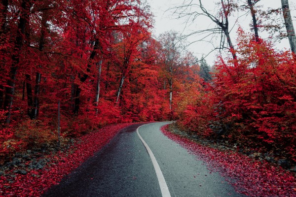 a black top two lane road stretches out in front of the viewer and curves to the right where it disappears into a bank of bright red fall foliage covered trees. There are red fallen leaves along the shoulder of the road.