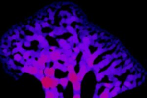 core image